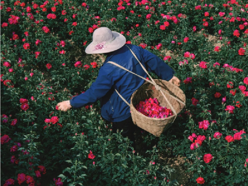 宾美重瓣红玫瑰_画板 1-03.png